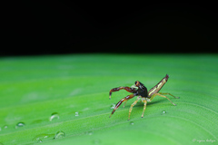 Indopadilla kodagura