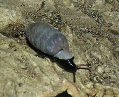 Fauxulus pamphorodon