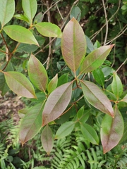 Rhododendron stamineum