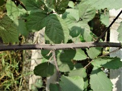 Rubus echinatus