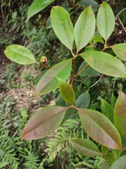 Rhododendron stamineum