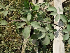 Rubus echinatus