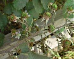 Rubus echinatus