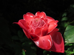 Etlingera elatior