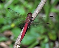 Orthemis nodiplaga