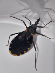 Triatoma longipennis