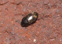 Litargus