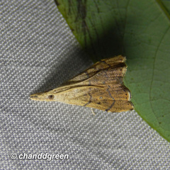 Ptychopseustis plumbeolinealis