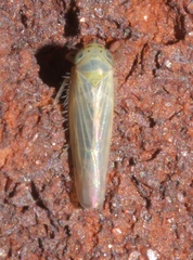 Macrosteles quadrilineatus