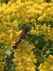 Myzinum quinquecinctum