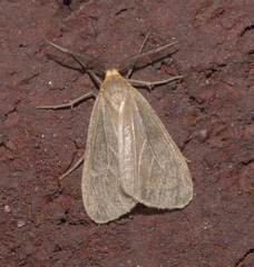 Pagara simplex