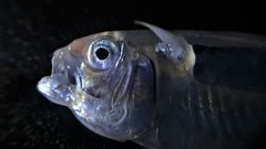 Iso rhothophilus