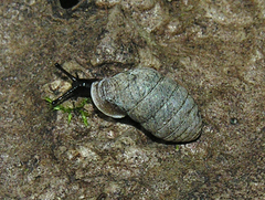 Fauxulus pamphorodon