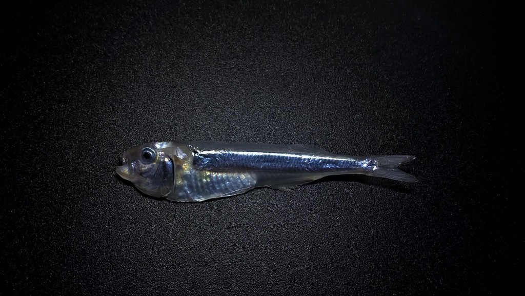 Surf-Fish