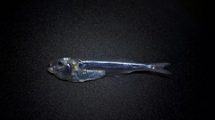 Iso rhothophilus