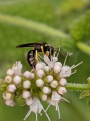 Hylaeus pictus