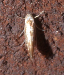 Phyllonorycter argentinotella