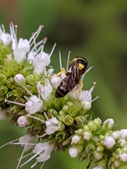Hylaeus pictus