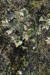 Amphithalea tomentosa