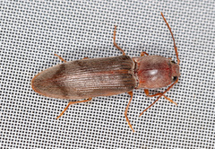 Stenagostus rhombeus