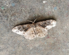 Parapholodes fuliginea