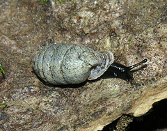 Fauxulus pamphorodon