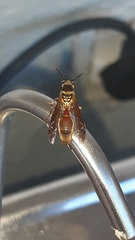 Polybia chrysothorax