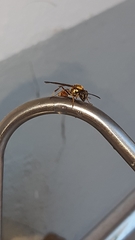 Polybia chrysothorax