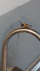 Polybia chrysothorax