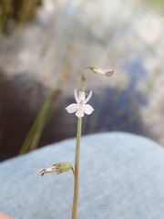 Lobelia dortmanna image
