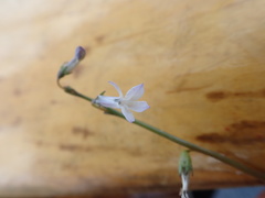 Lobelia dortmanna image