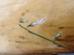 Lobelia dortmanna image