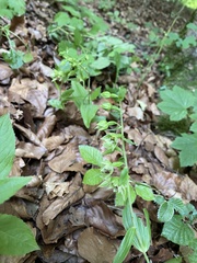 Epipactis leptochila