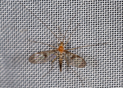 Macrocera phalerata