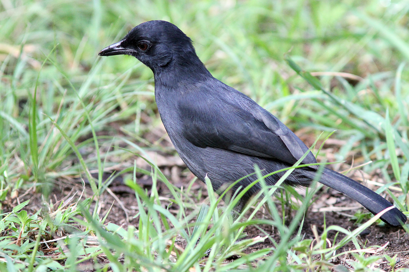 Lowland Sooty Boubou (Laniarius leucorhynchus)