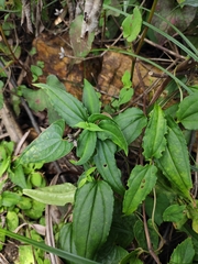 Tripterospermum chinense