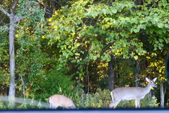 Odocoileus virginianus