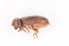 Oligomerus ptilinoides