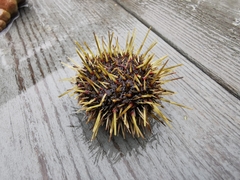 Psammechinus miliaris