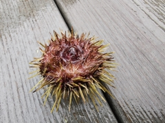 Psammechinus miliaris