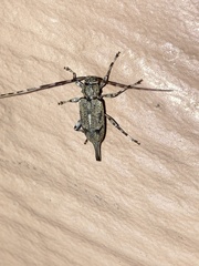 Graphisurus despectus