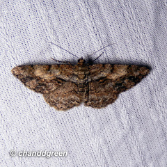 Psilalcis galsworthyi