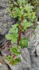 Ribes aciculare
