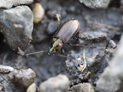 Agonum muelleri