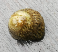 Steromphala cineraria