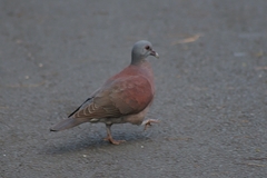 Nesoenas picturatus