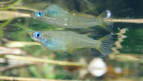 Hong Kong medaka (Oryzias curvinotus) — Adrianichthyidae — 5