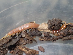 Scolopocryptops gracilis