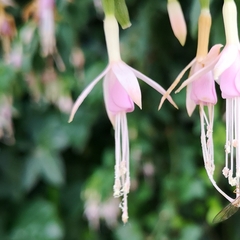Fuchsia × hybrida