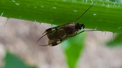 Keroplatus tipuloides